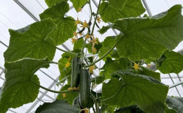 Mid-Ohio Food Collective to open farm in the Hilltop neighborhood